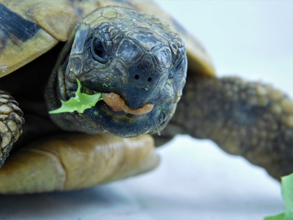 Durée d'incubation des oeufs de tortue terrestre Hermann