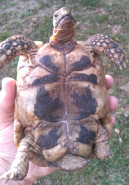 Plastron creux et queue plus longue de la tortue male
