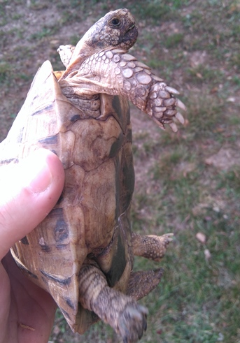 Male adulte tortue de terre
