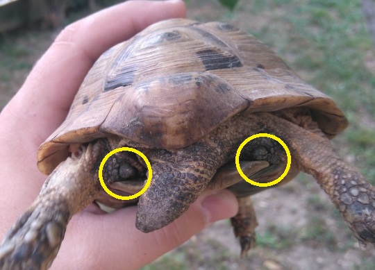 Différence entre tortue hermann et tortue graeca