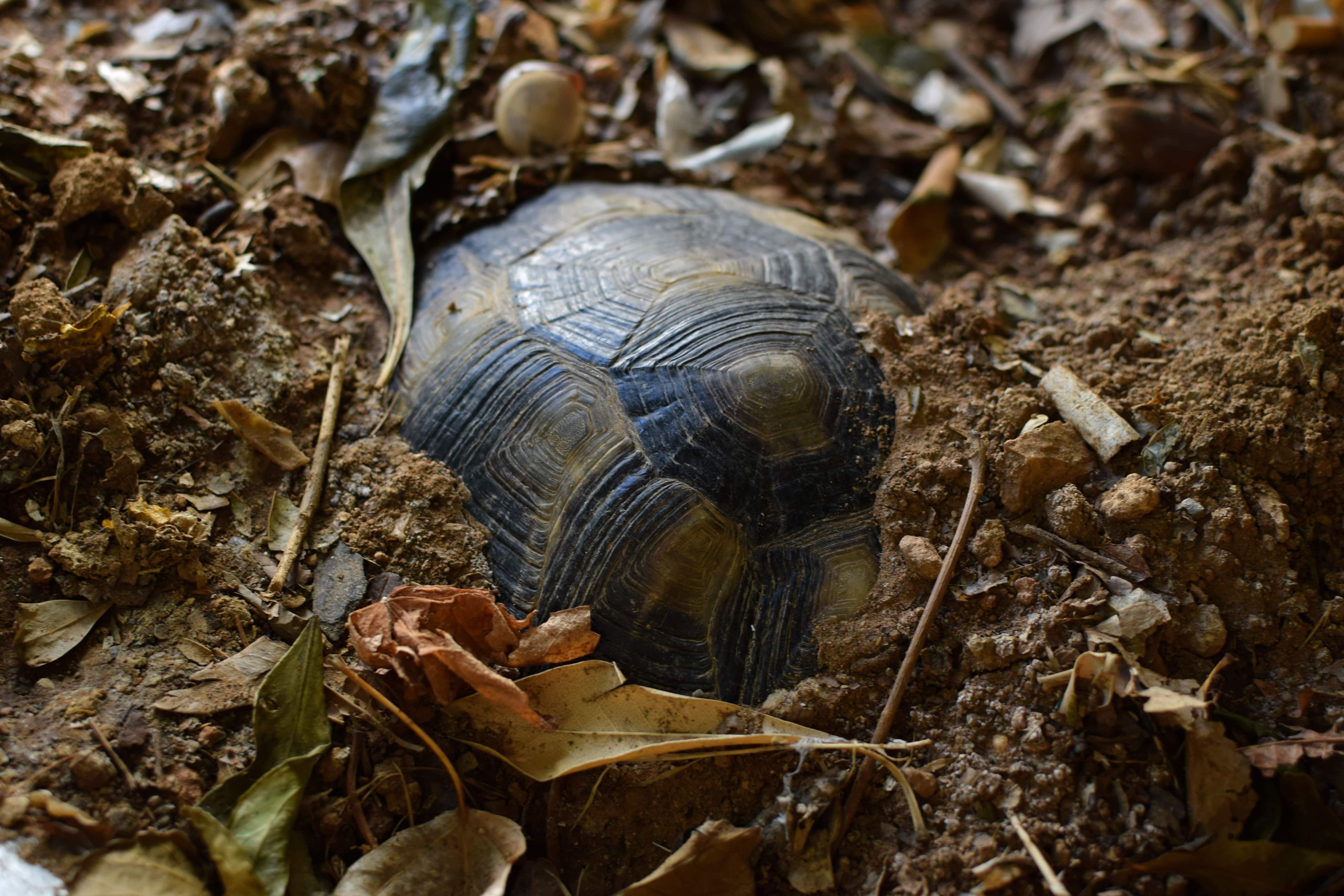 soins-alimentation-pour-tortues-terrestres-sortie-hibernation