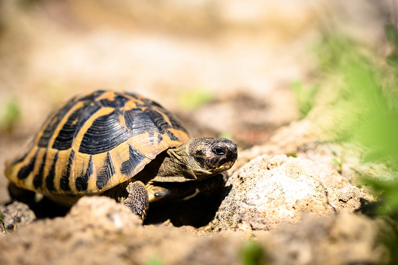 alimentation-protection-des-tortues-de-terre-en-ete-conseils